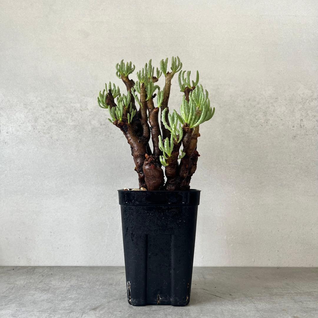 チレコドン ハリー　現地球　Tylecodon hallil