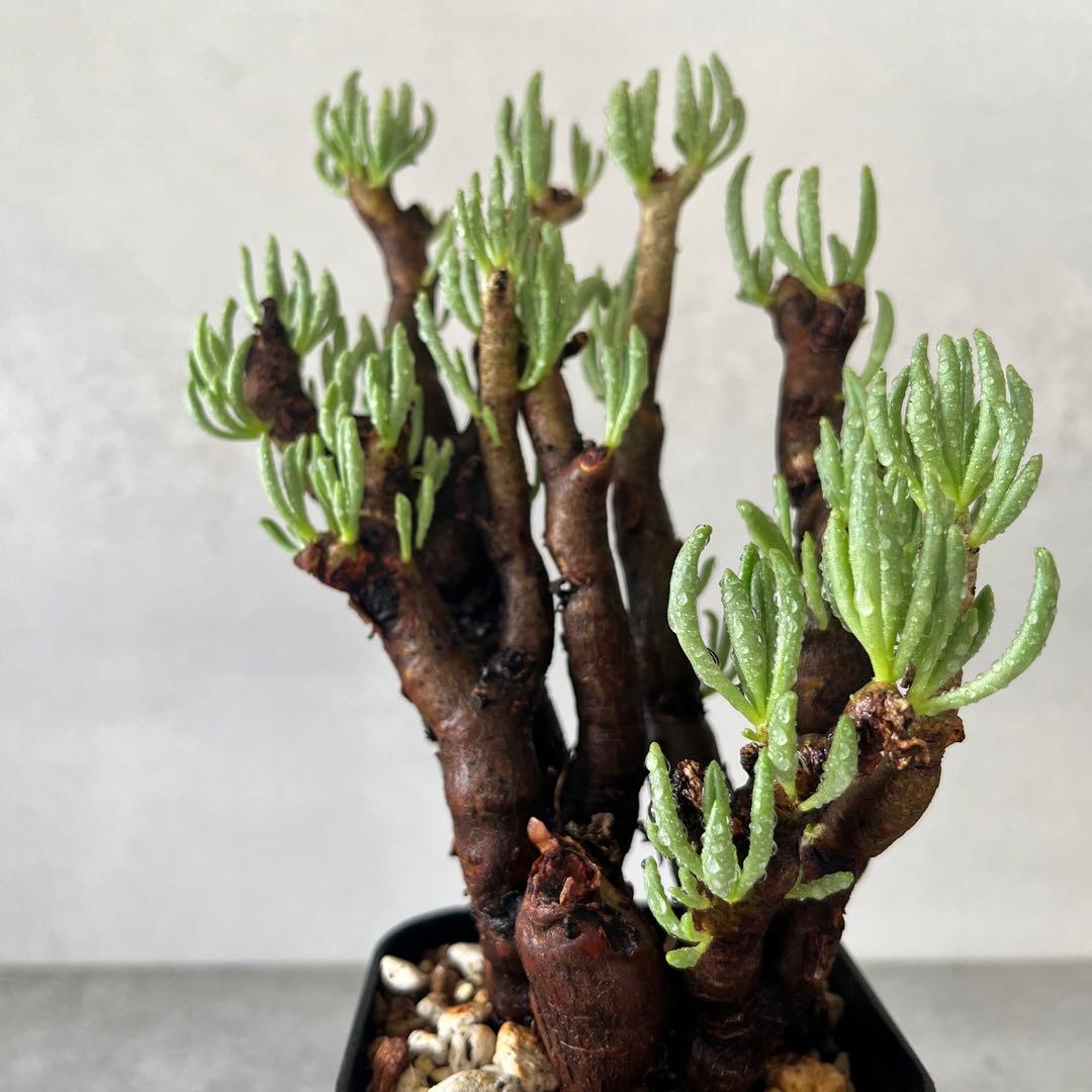 チレコドン ハリー　現地球　Tylecodon hallil