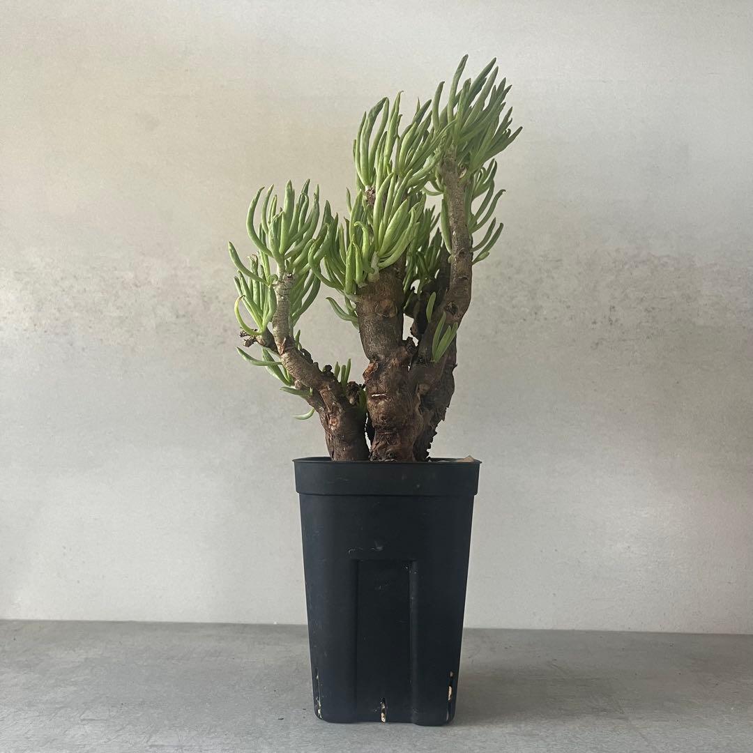 チレコドン ハリー　現地球　Tylecodon hallil