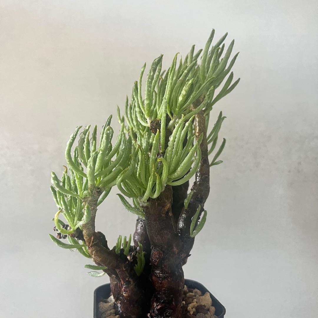 チレコドン ハリー　現地球　Tylecodon hallil