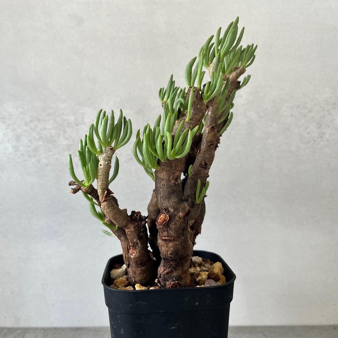 チレコドン ハリー　現地球　Tylecodon hallil