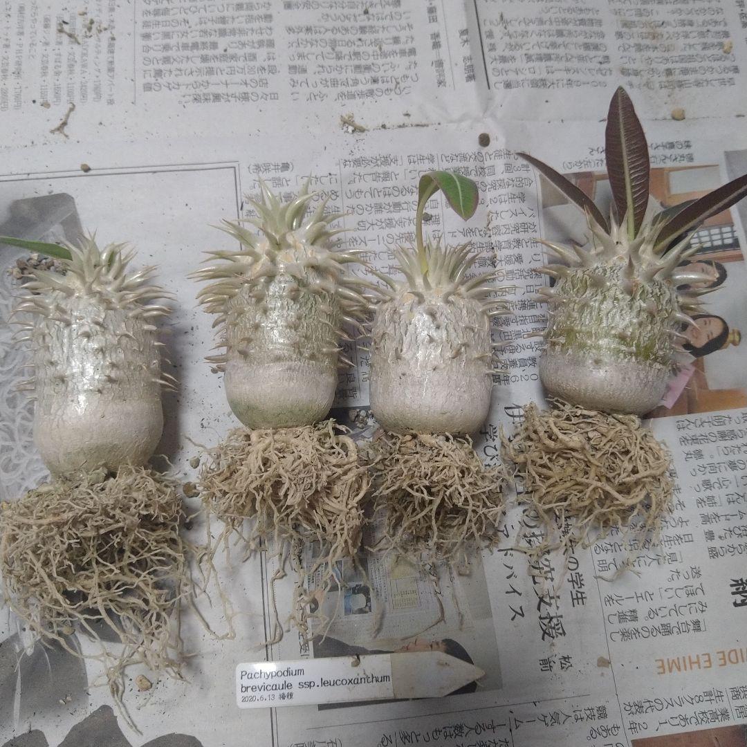 実生Pachypodium brevicaule恵比寿笑い 4本セット