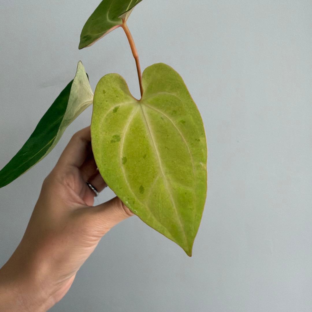 Anthurium ‘Mint King’ アンスリウムミントキング