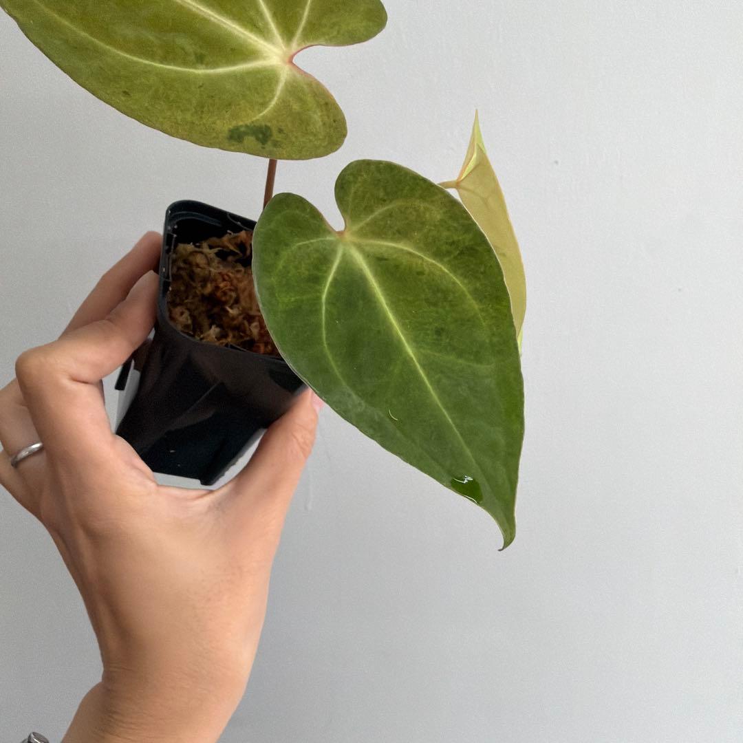 Anthurium ‘Mint King’ アンスリウムミントキング