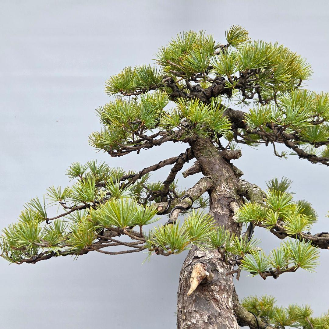 五葉松　[根上がり模様木]　大品盆栽