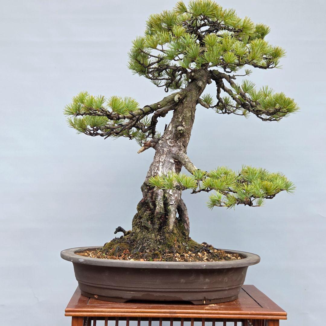 五葉松　[根上がり模様木]　大品盆栽