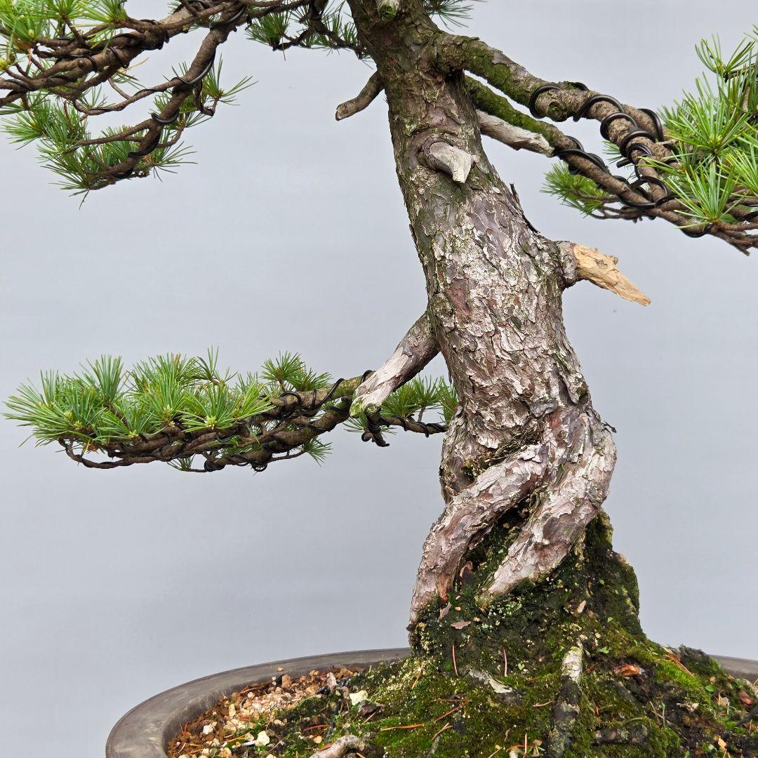 五葉松　[根上がり模様木]　大品盆栽