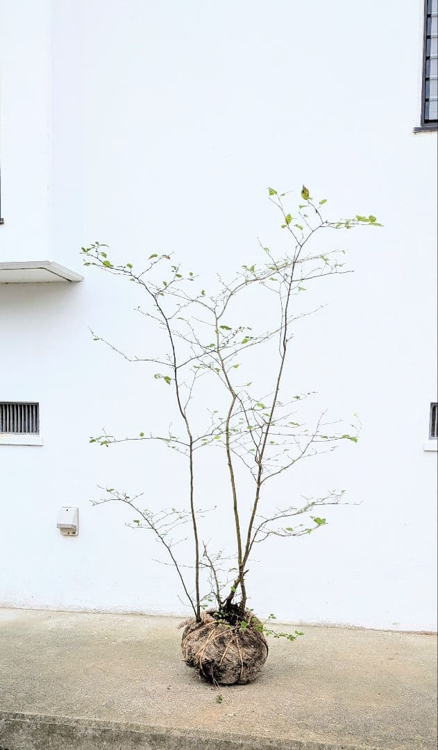 秀。。山採りアオハダ。