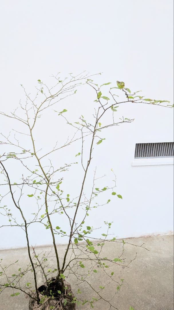 秀。。山採りアオハダ。