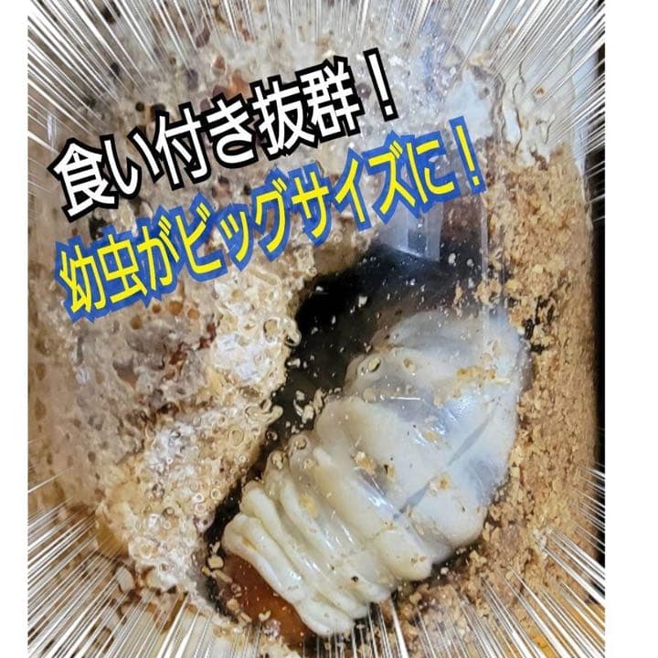 極上！ヒマラヤひらたけ菌糸瓶1500ml【5本】トレハロース、キトサン強化配合！