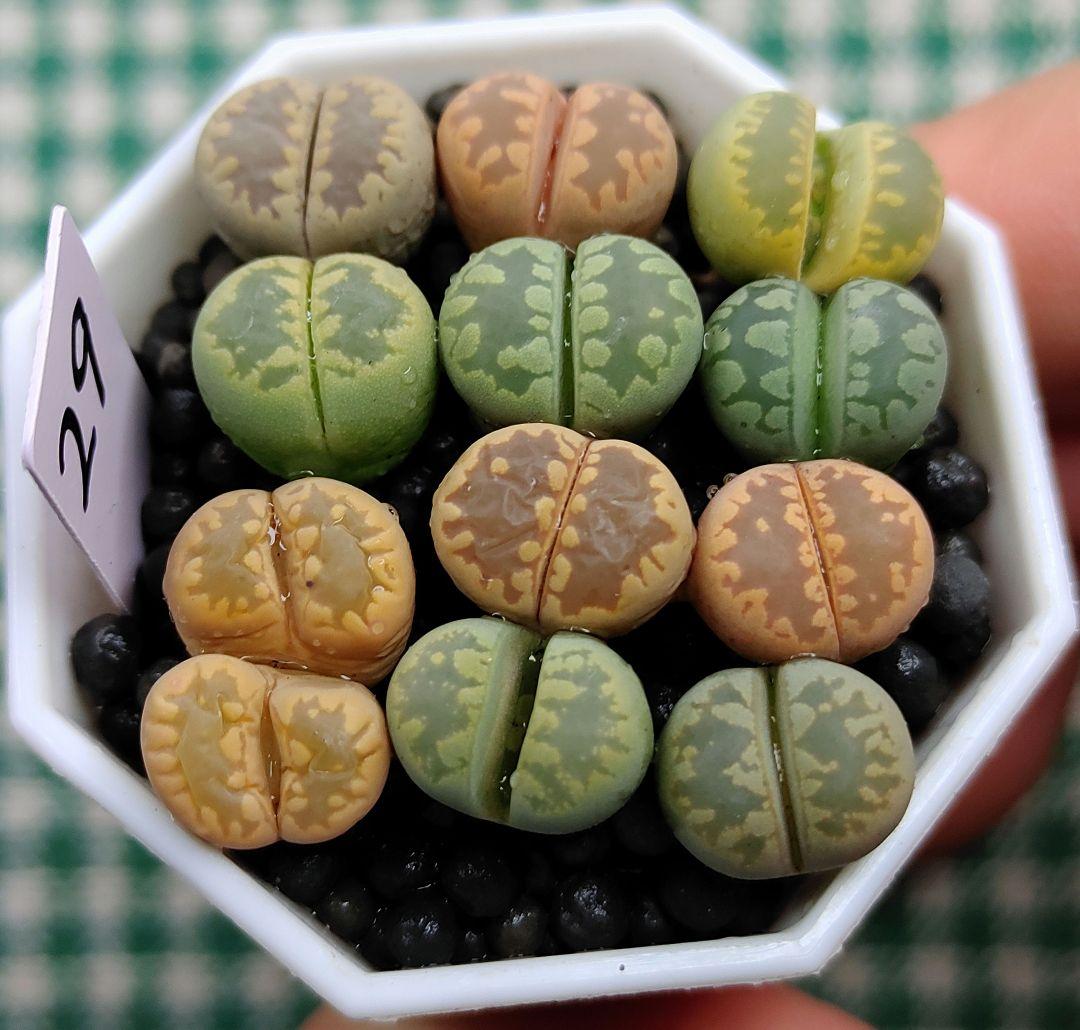 多肉植物リトープス/コノフィツム　大津絵　カラフルセット　土なし　S29