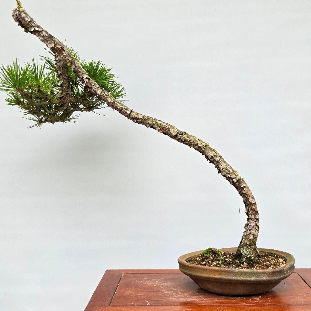 赤松　[山採り文人木]　中品盆栽