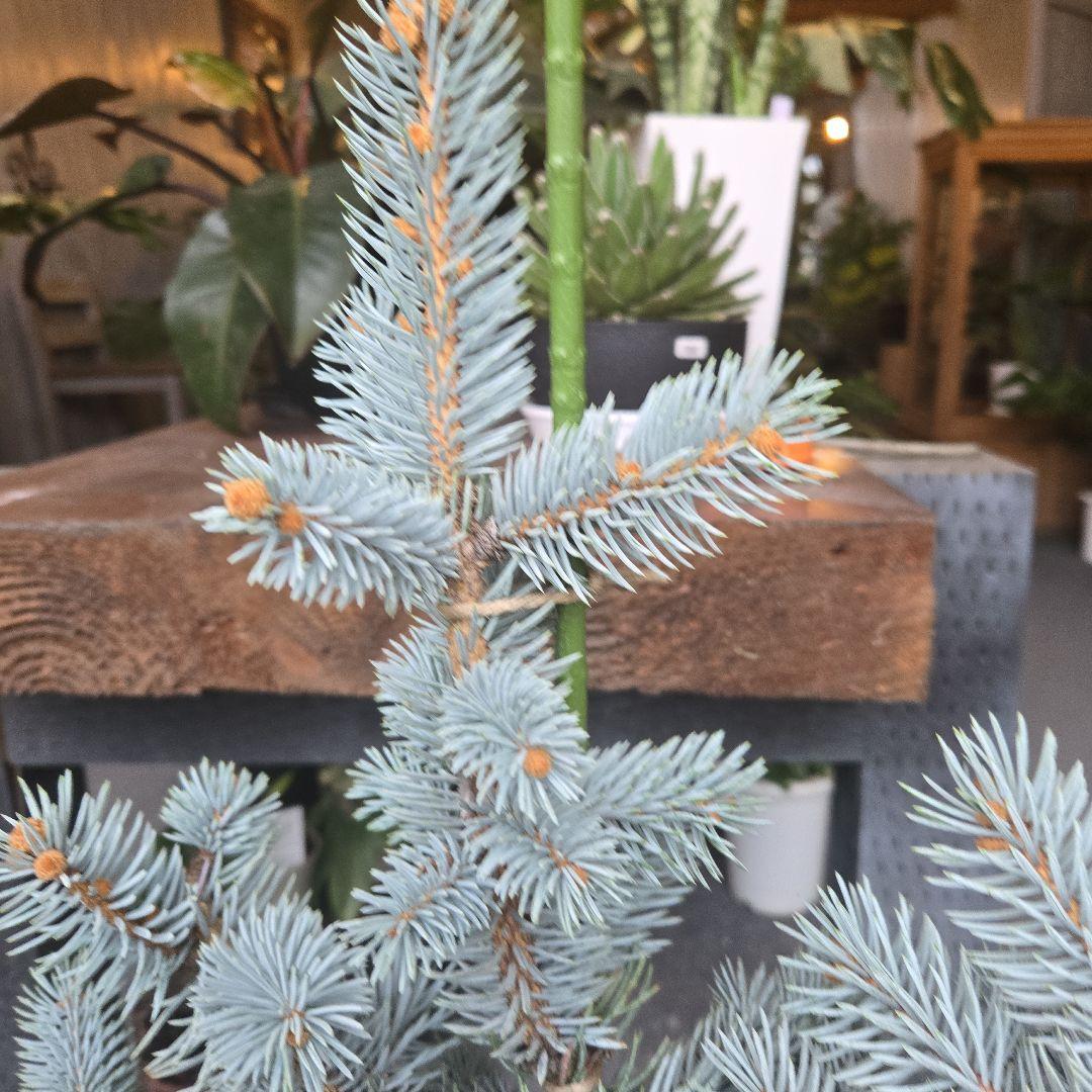 ③　プンゲンス　トウヒ　ホプシー　７号　最高等級極上品‼️