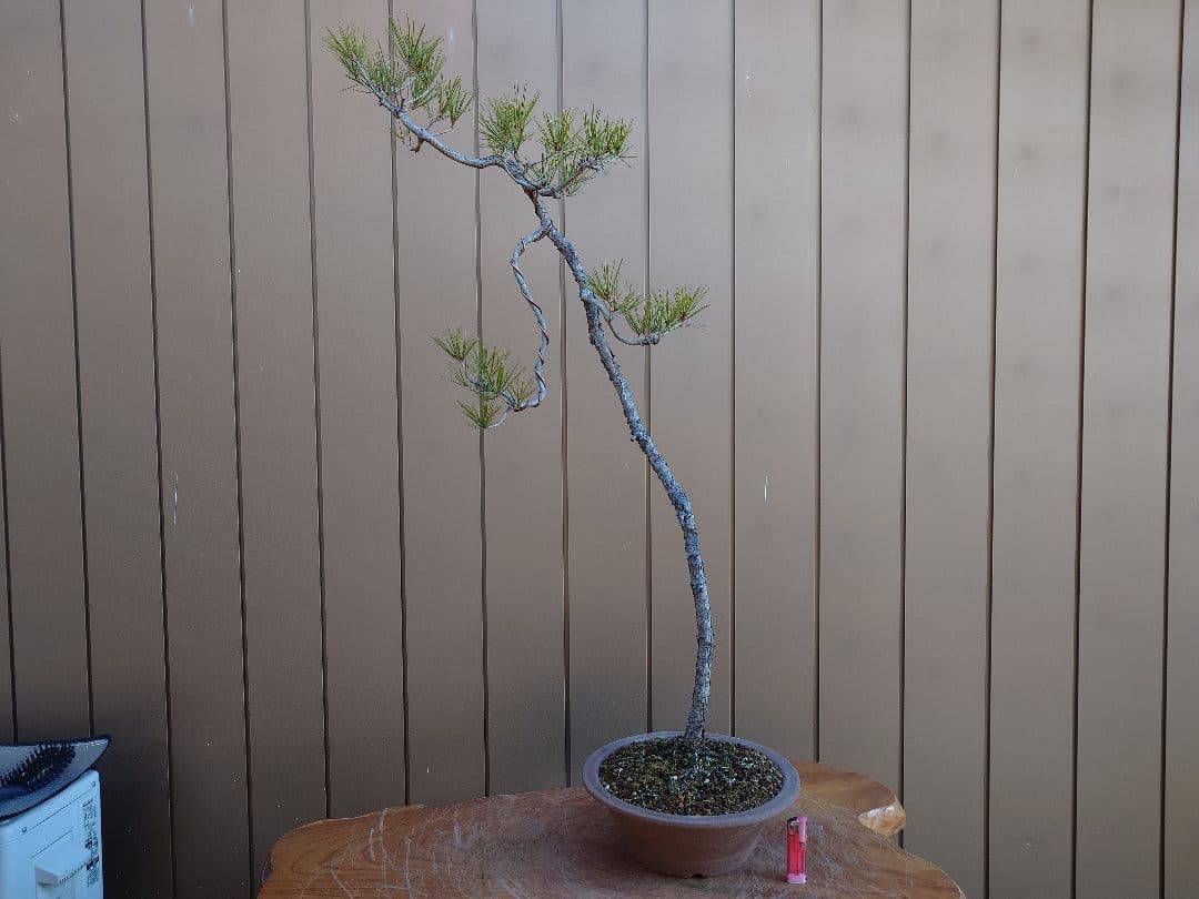 盆栽　赤松　樹高100cm
