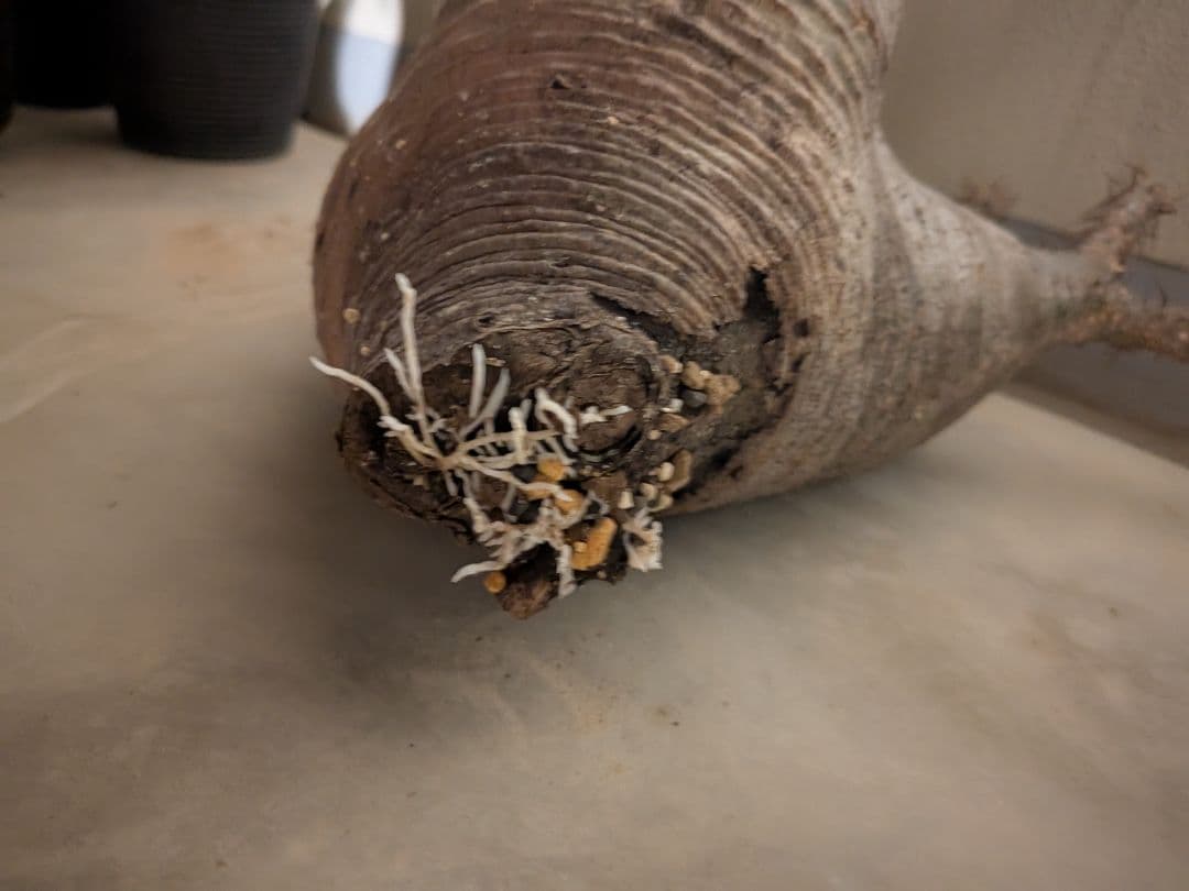 専用　パキポディウム　グラキリス　特大株 美株　現地球　発根株（鉢付き）