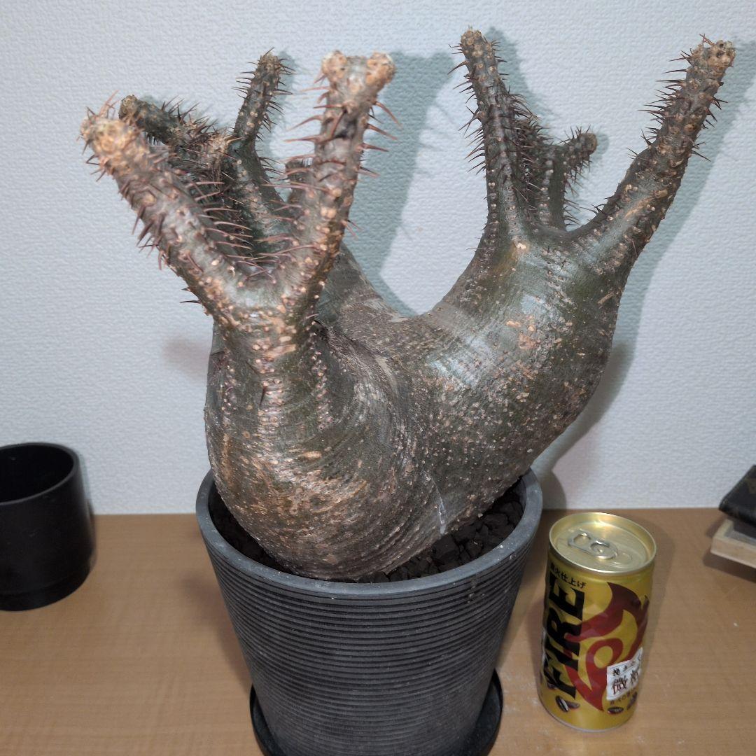 専用　パキポディウム　グラキリス　特大株 美株　現地球　発根株（鉢付き）