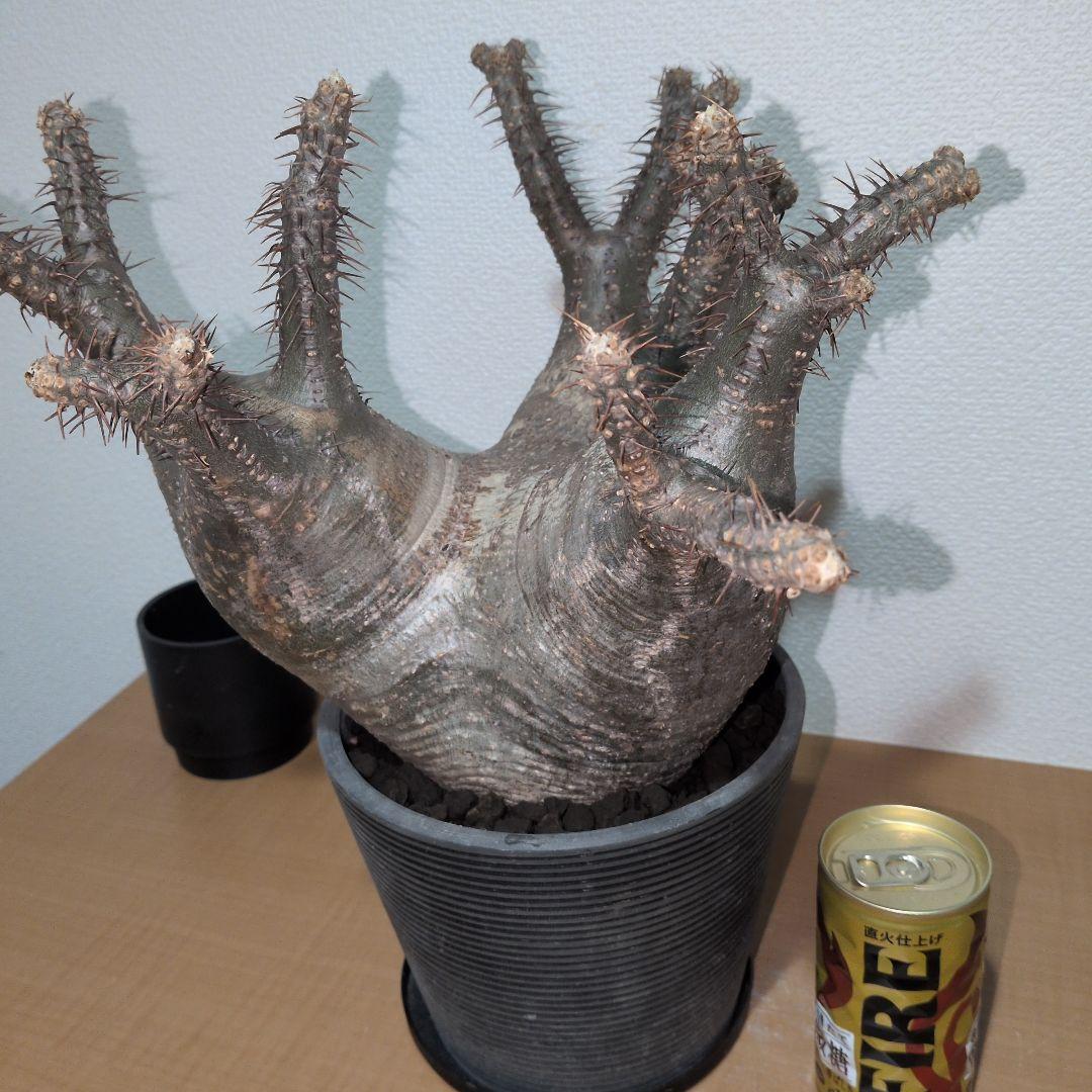 専用　パキポディウム　グラキリス　特大株 美株　現地球　発根株（鉢付き）