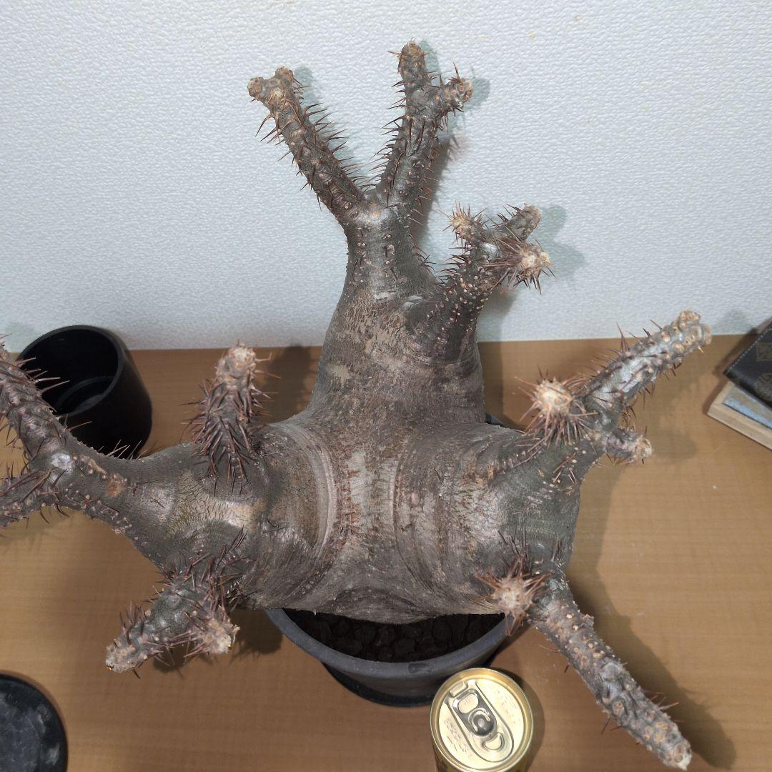 専用　パキポディウム　グラキリス　特大株 美株　現地球　発根株（鉢付き）