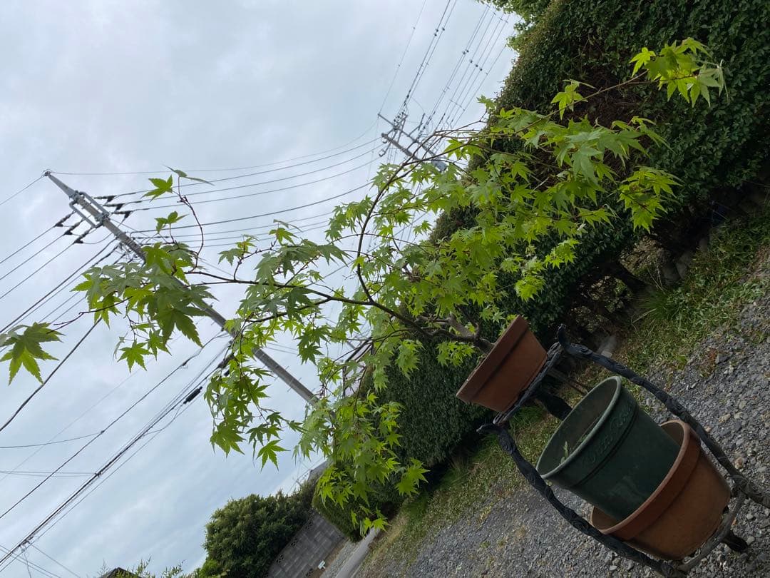 もみじ　盆栽