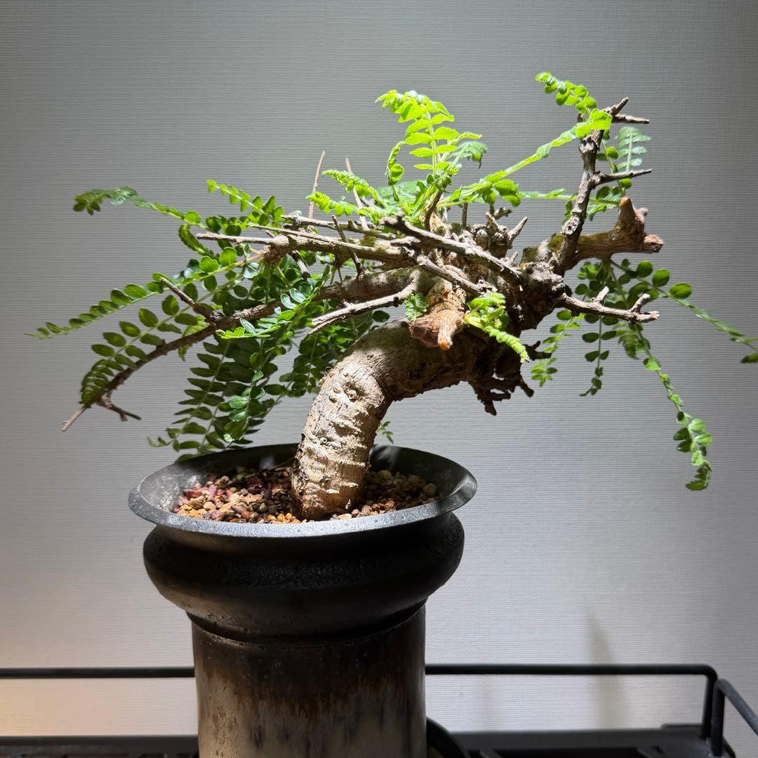 ネグレクタ　カタチ製作所　Mederu pot トーチ Mサイズ