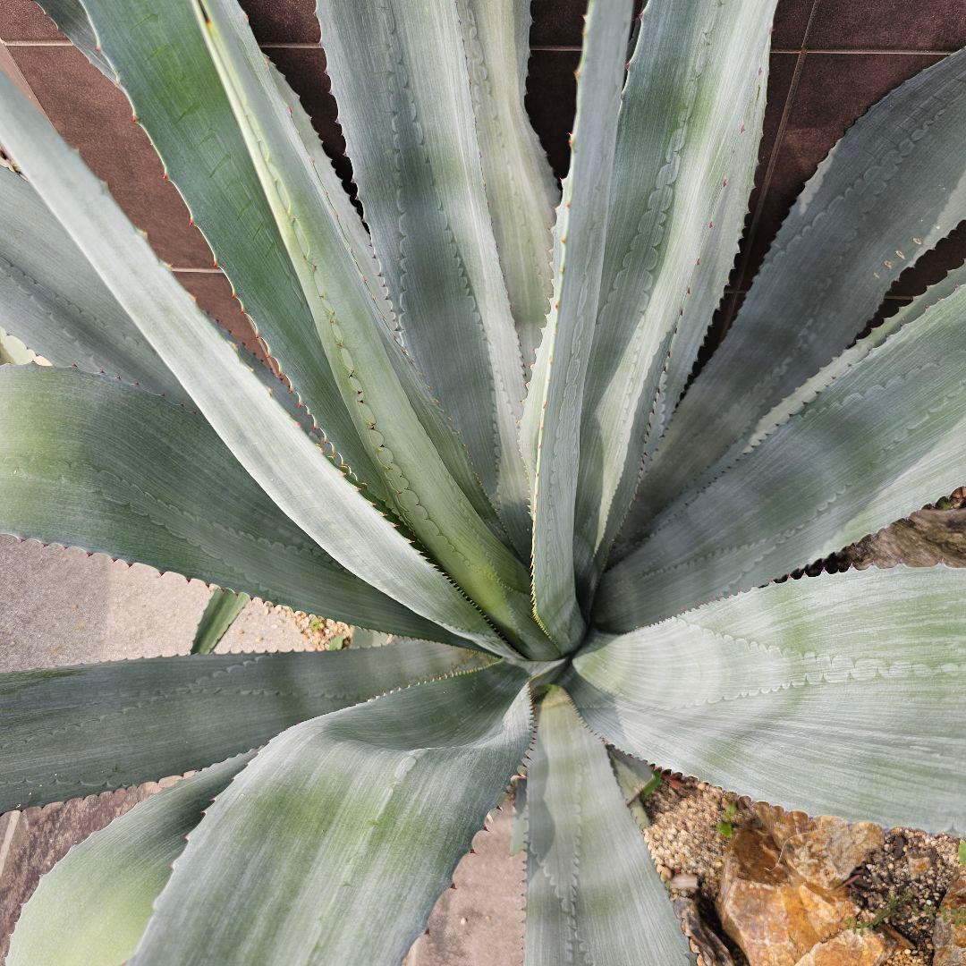 【引取限定】大型アガベ　オアハカセンシス　アメリカーナ