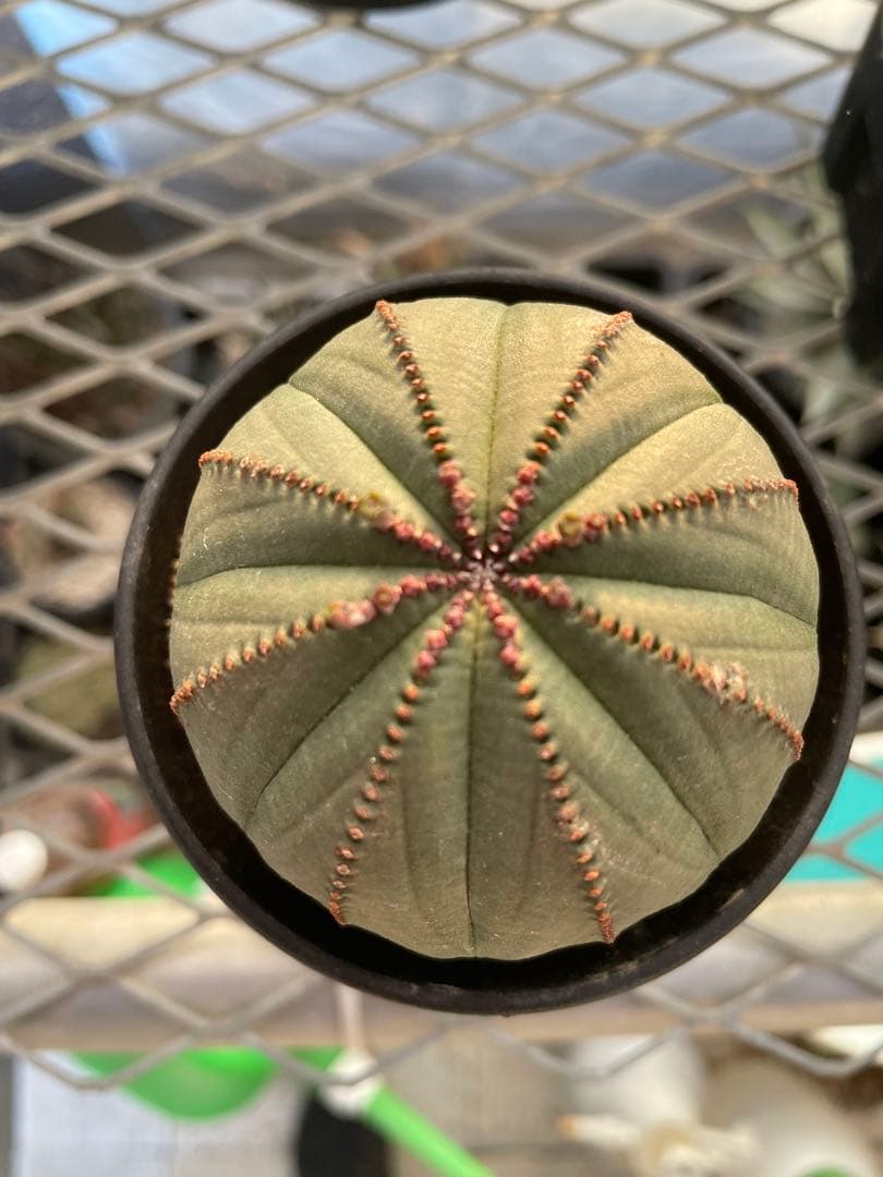 オベサ 赤猫 エボリスピナ EUワイド 鉢付き発送