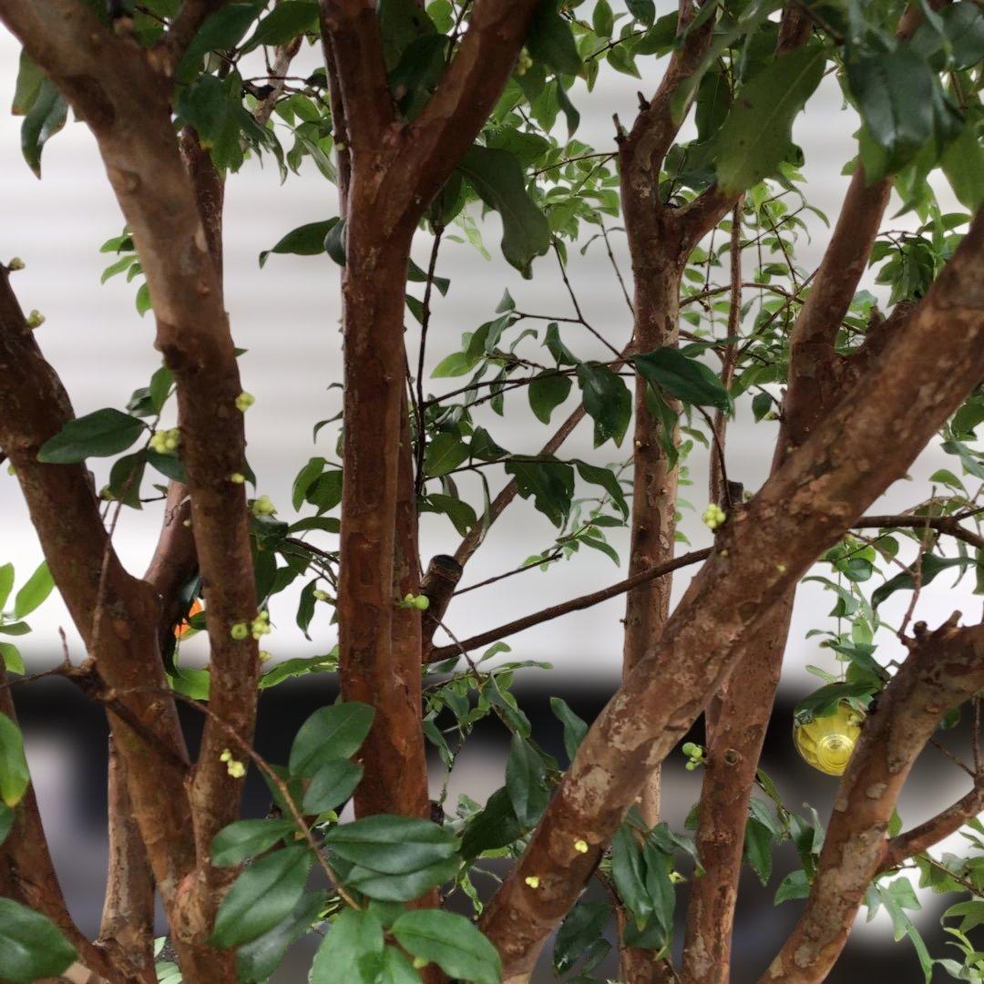 ジャボチカバ　小葉種　花芽付き