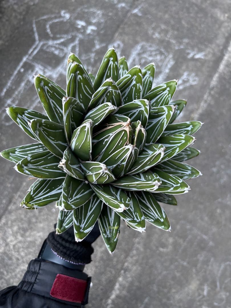 アガベ　笹の雪　子株販売　極上株