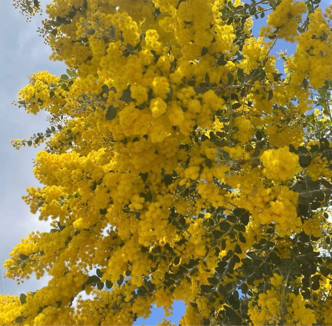 ミモザ　パールアカシア