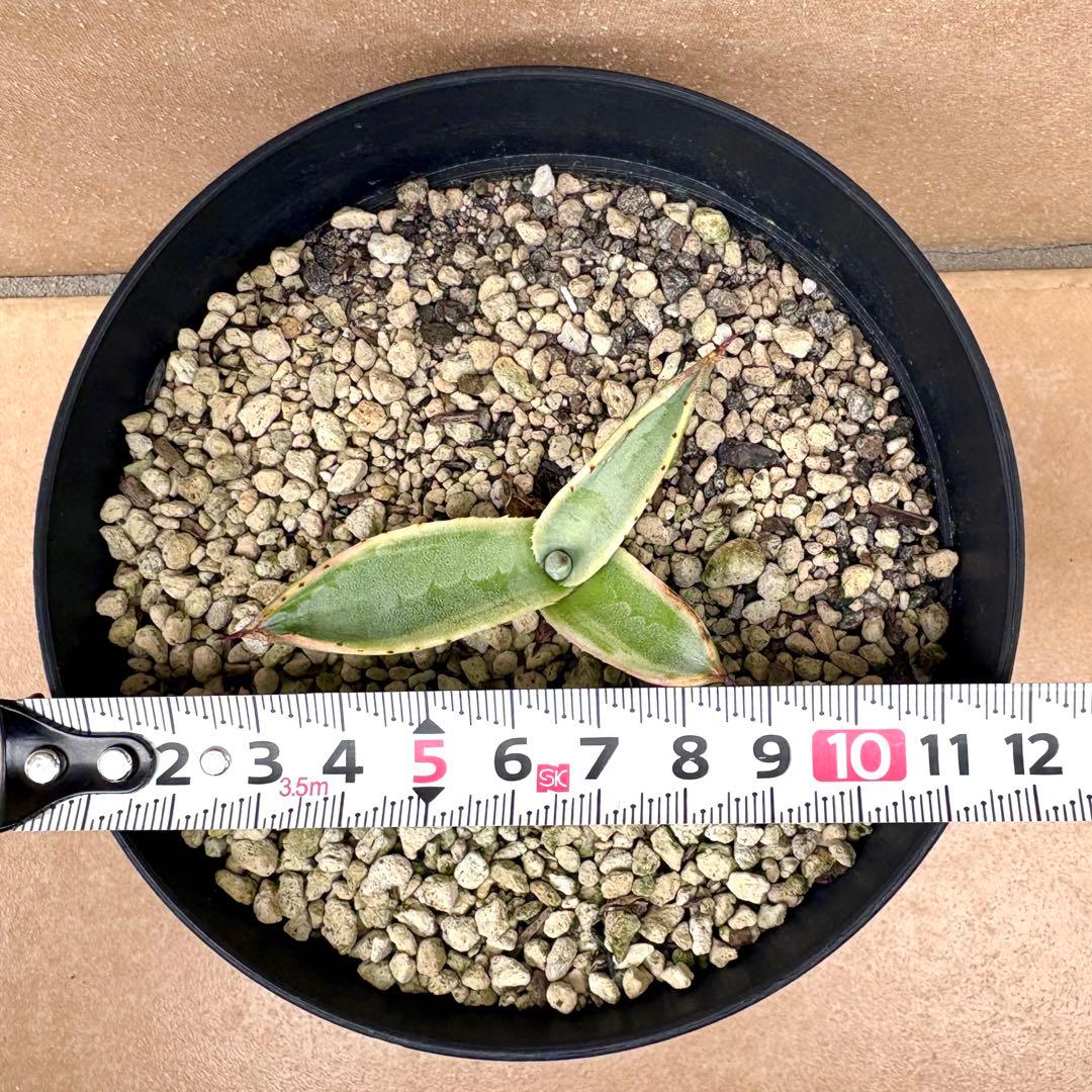 アガベ サルミアナ フェロックス　リップルエフェクト　【鉢ごと発送】　発根済み