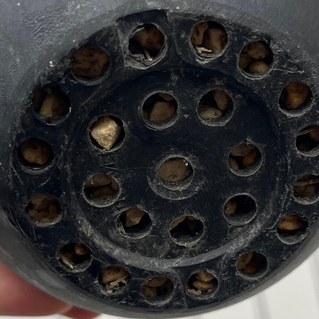 パキポディウム エブレネウム