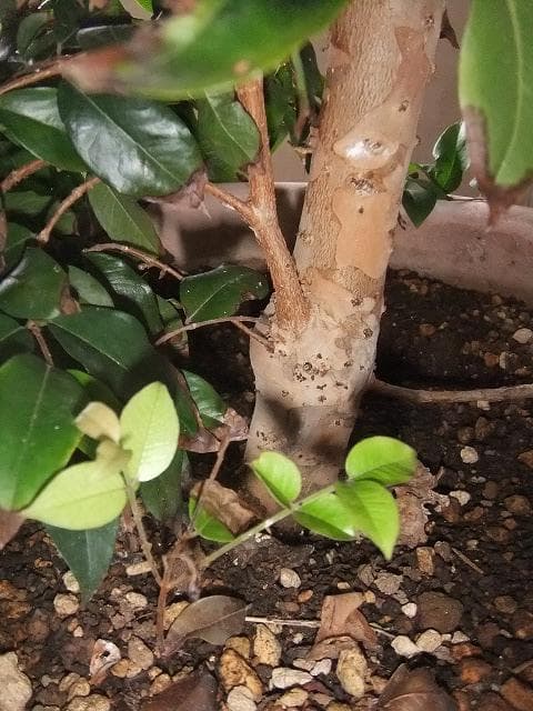 ジャボチカバ 苗 【四季成り性】 10年生 接ぎ木 大苗 苗木 大葉品種