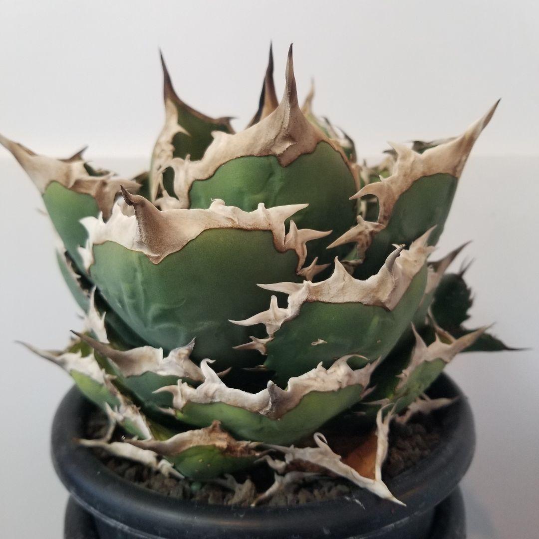 アガベ　チタノタ　オテロイ