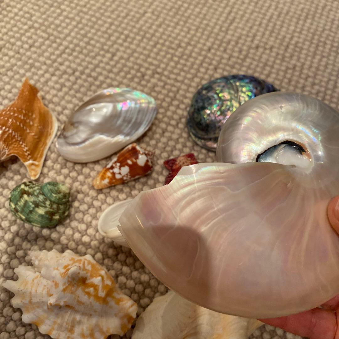 貝殻　まとめて