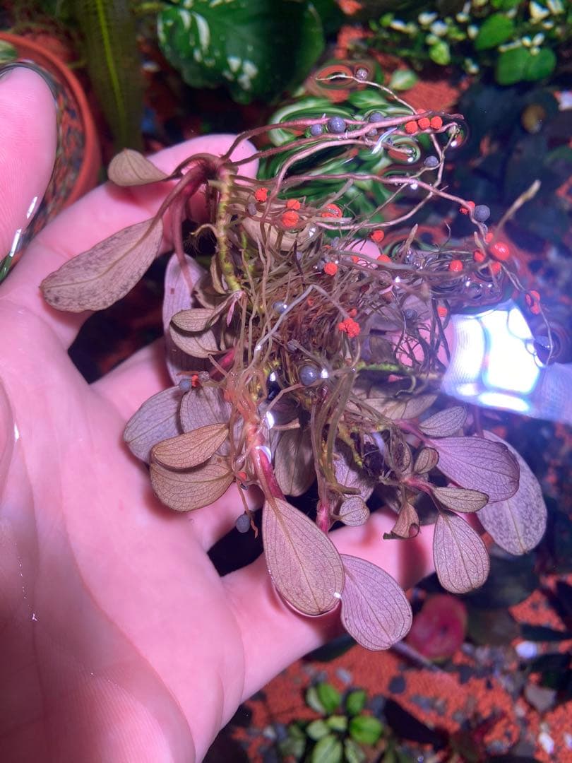 ブセファランドラ モンスターキング　大群生株