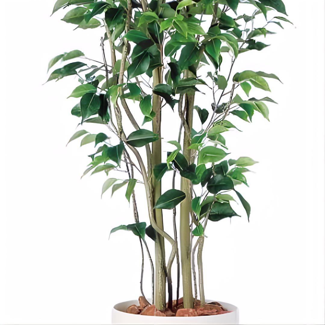 光触媒　人工観葉植物　ウォールグリーン　フェイクグリーン　ベンジャミンスリム15