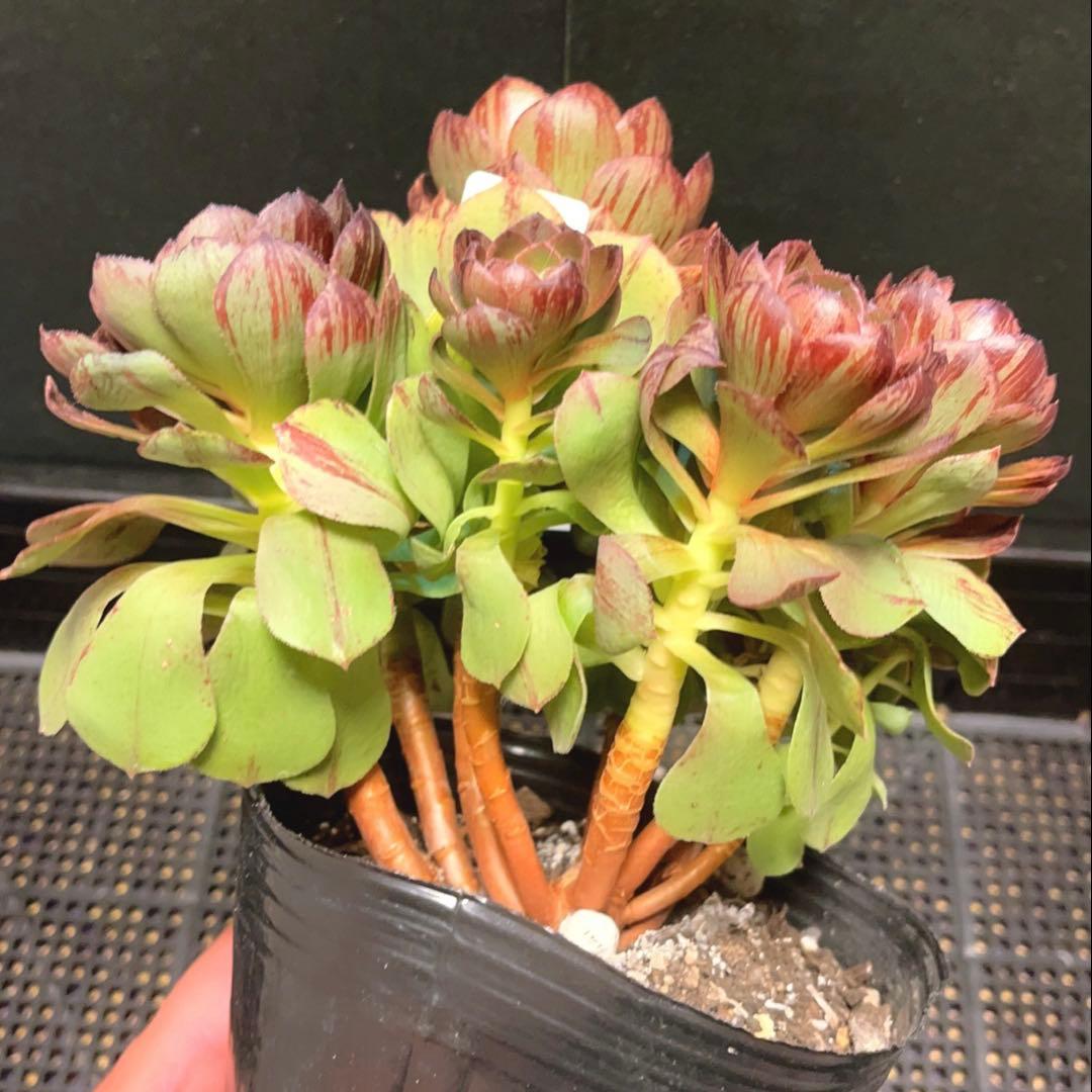 20#多肉植物アエオニウム錦❤️ハロウィンブラック糸引き锦❤️8頭18cm拨き苗