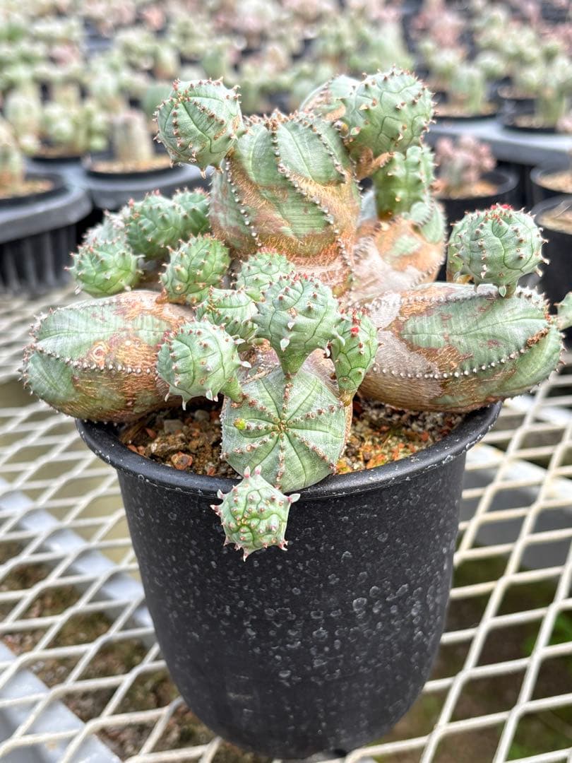 ユーフォルビア　オベサブロウ　モンスト