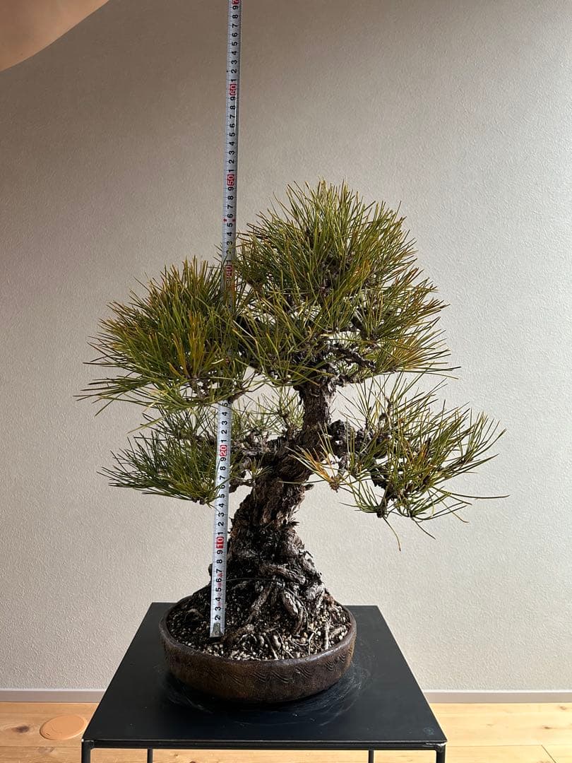 黒松　盆栽　激古　中品　足元15㎝