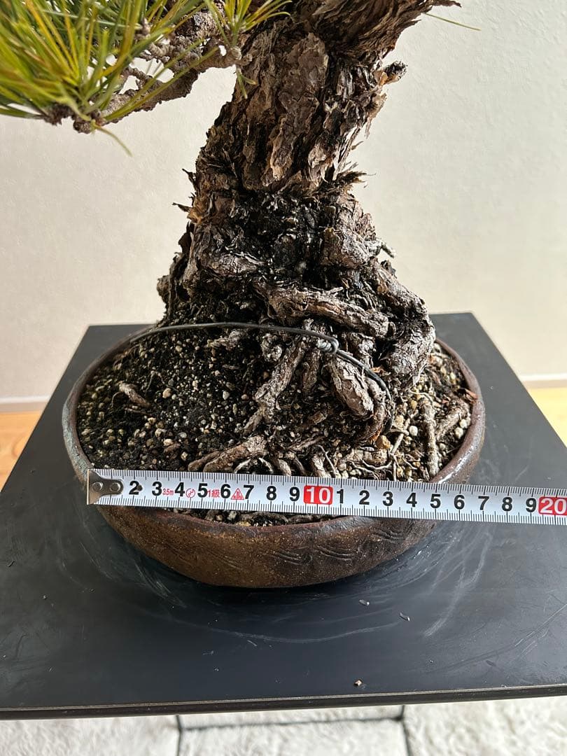 黒松　盆栽　激古　中品　足元15㎝