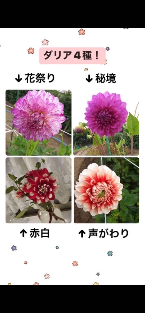 ダリア ご予約画面