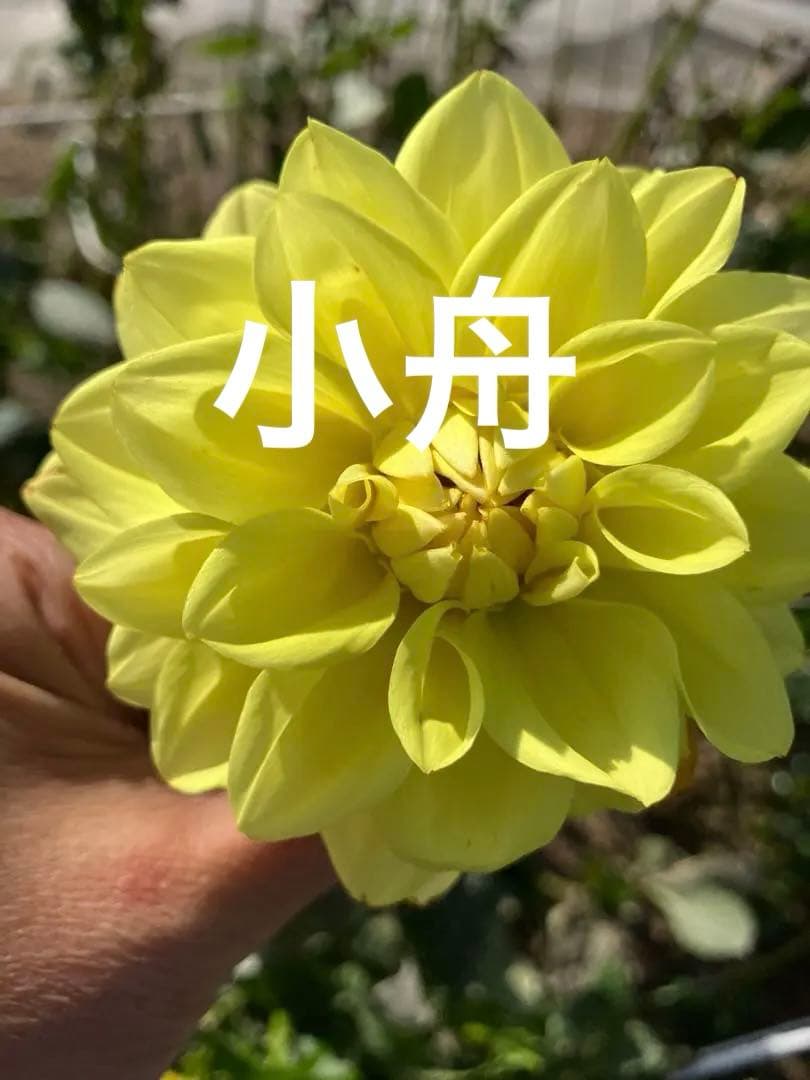 ダリア ご予約画面