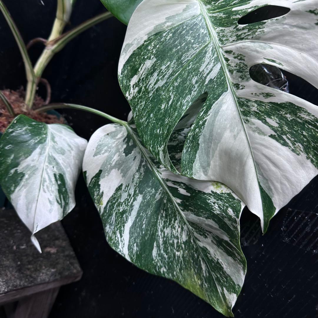 ば*ん様 斑入りモンステラ ホワイトタイガー極美大株51cm白斑多