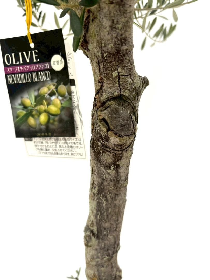 オリーブの木　古木　ネバディロブランコ　10号　約150cm　NO.835　現品