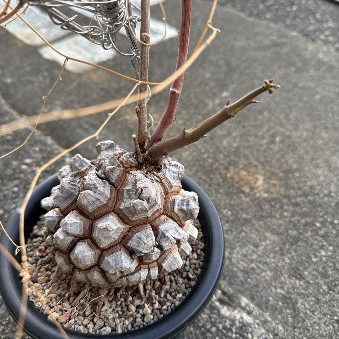 亀甲竜　直径約11センチ