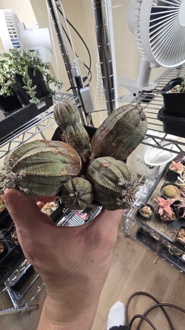 【輸入株　発根済み】ユーフォルビア　オベサ　カエスピトーサ