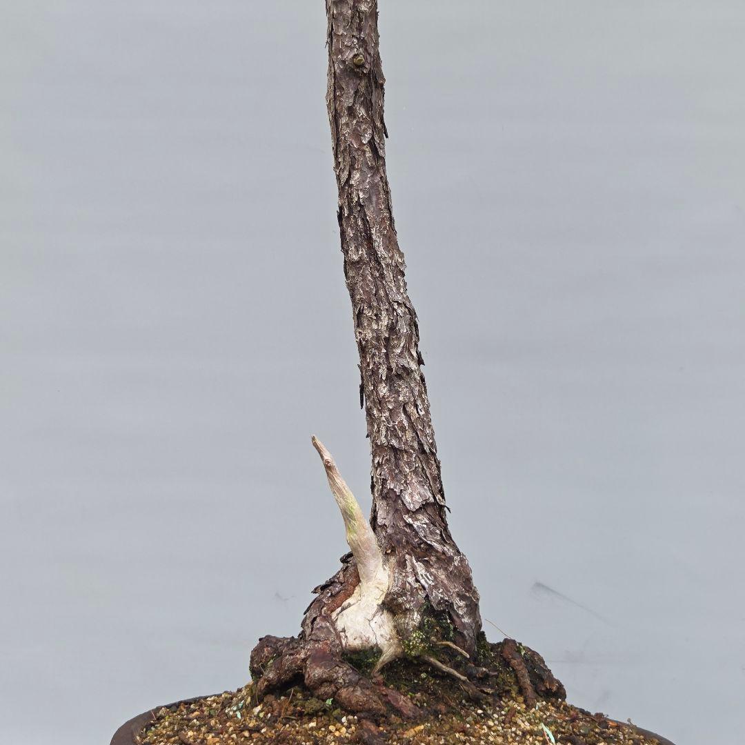 五葉松　[文人風]　大品盆栽