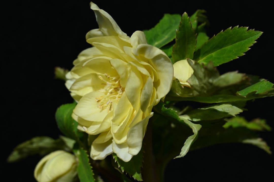 クリスマスローズ　認定かぐや姫多弁系イエロー　加藤農園