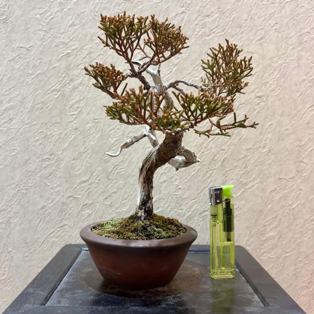 樹高17㎝　真柏　小品　盆栽　黒松　五葉松　赤松　梅　桜　紅葉　楓　薔薇　椿