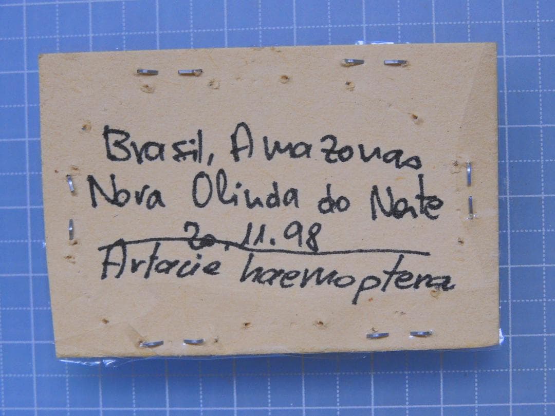 標本 Brazil Homoptera 23mm-24mm only one
